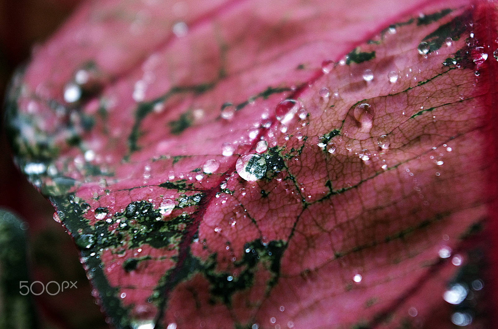 Pentax smc DA 18-55mm F3.5-5.6 AL WR sample photo. After rain photography