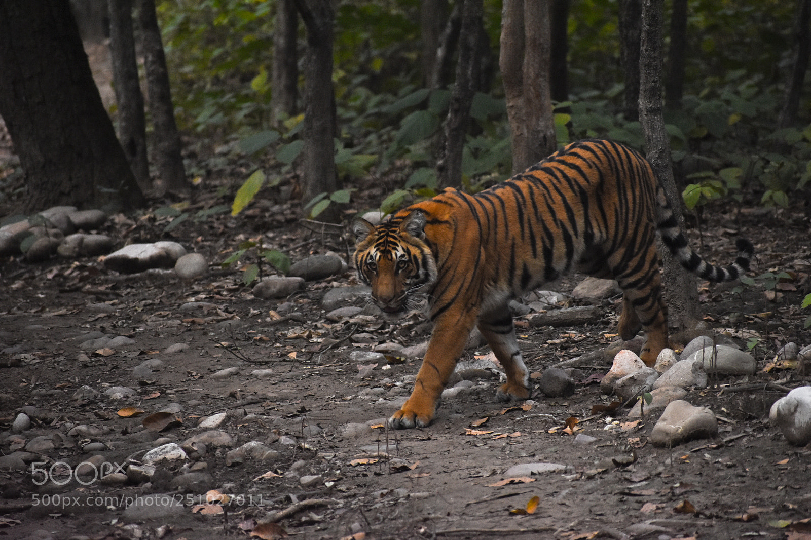 Nikon D7200 sample photo. Attitude matters photography