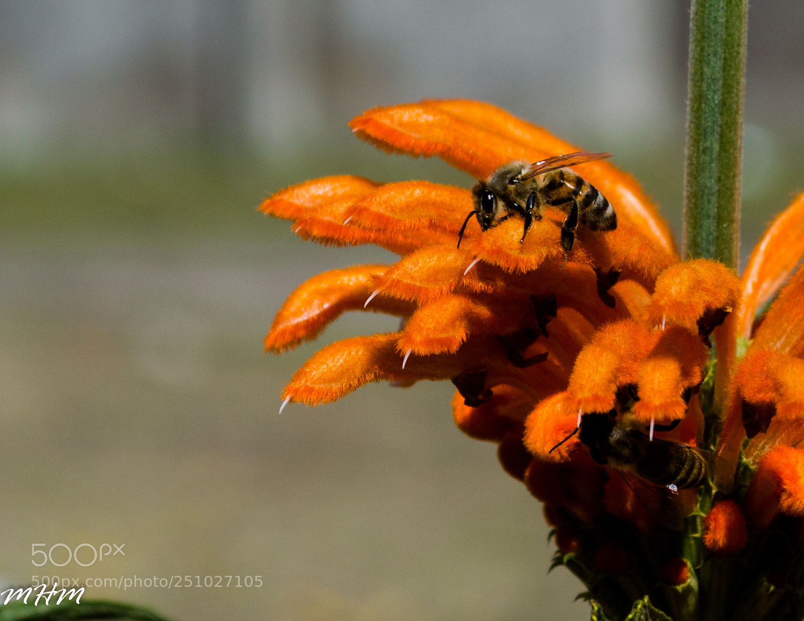 Nikon D3200 sample photo. Bee photography