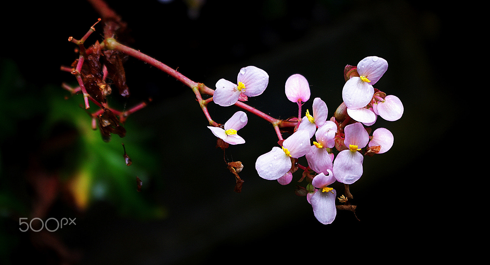 Pentax K-5 IIs sample photo. Imgp photography