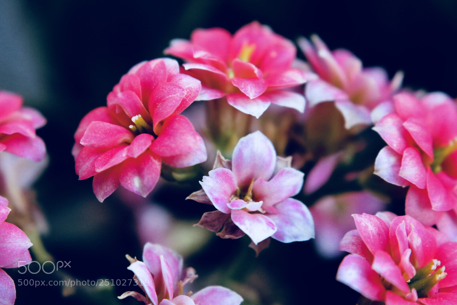 Canon EOS 750D (EOS Rebel T6i / EOS Kiss X8i) sample photo. Garden flowers photography
