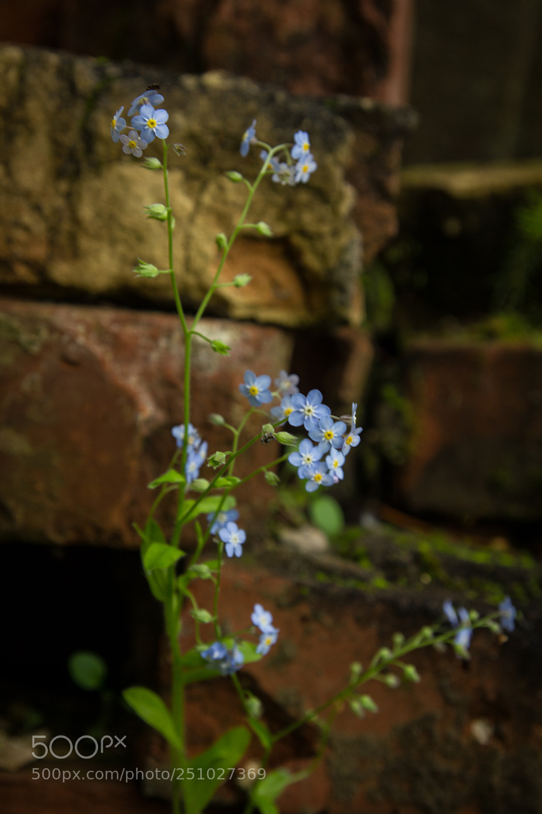 Canon EOS 550D (EOS Rebel T2i / EOS Kiss X4) sample photo. Forgetmenot flowers on a photography