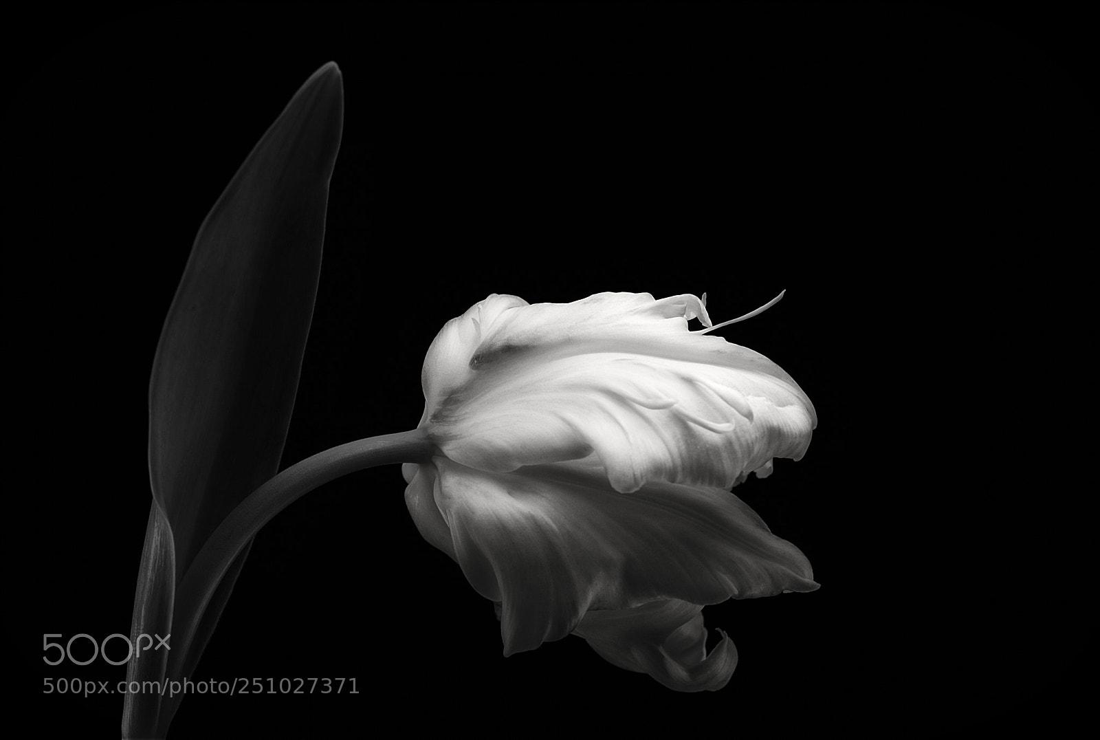 Nikon D610 sample photo. Tulip in monochrome photography