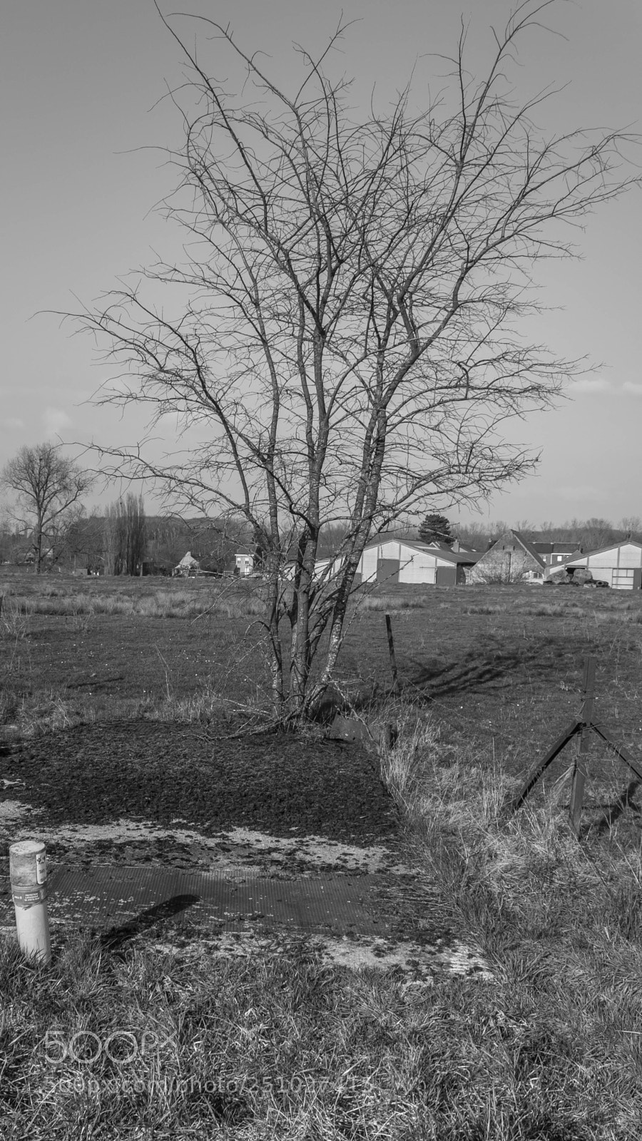 Canon EOS 1300D (EOS Rebel T6 / EOS Kiss X80) sample photo. Tree blackandwhite photography