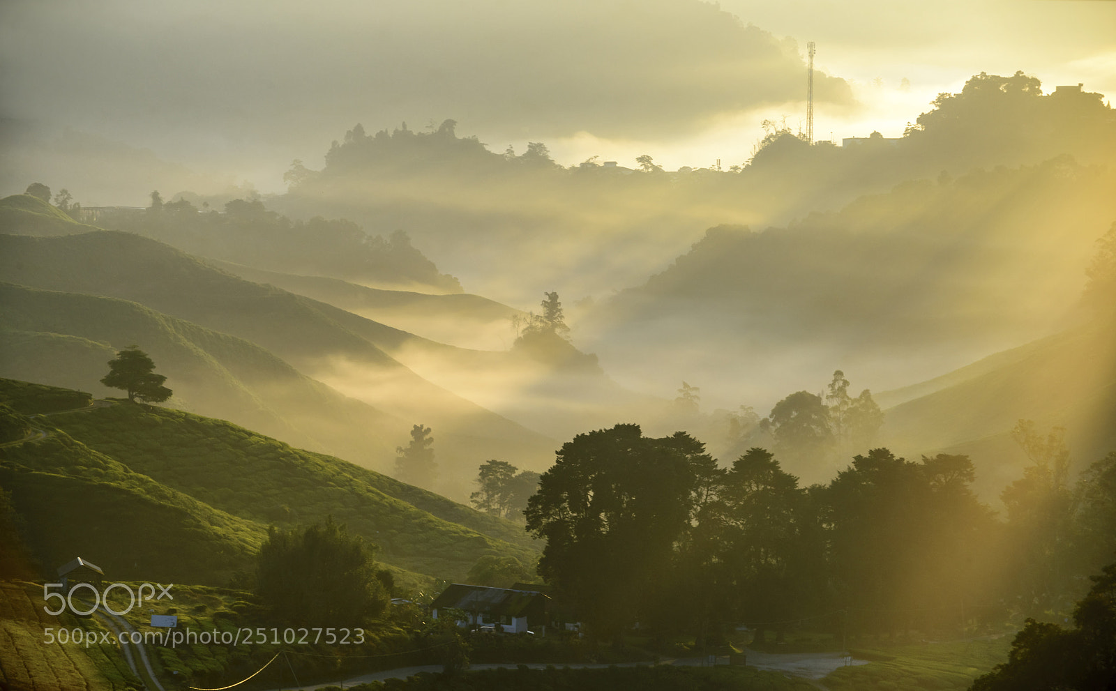 Nikon D610 sample photo. Cameron highlands boh in photography