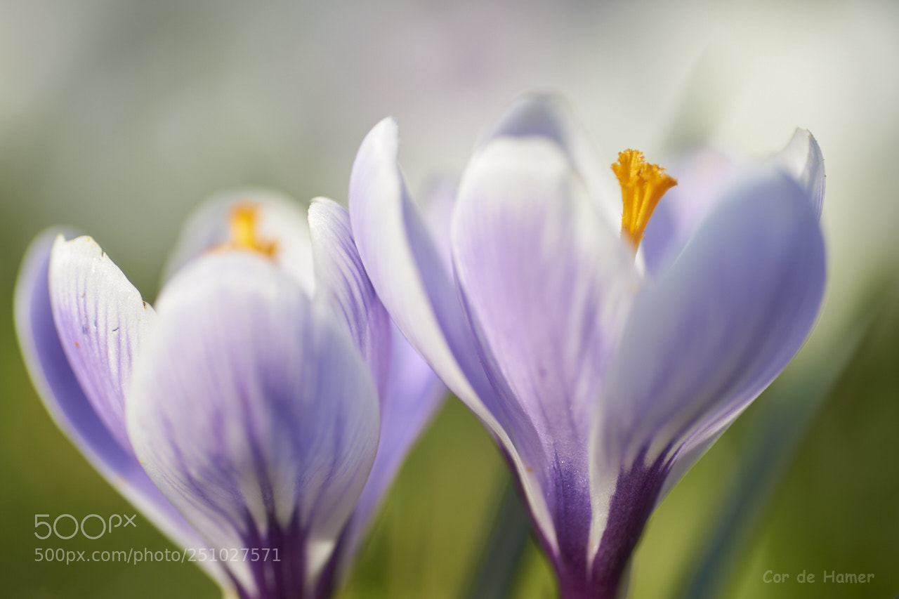 Sony SLT-A99V sample photo. Crocus duo photography