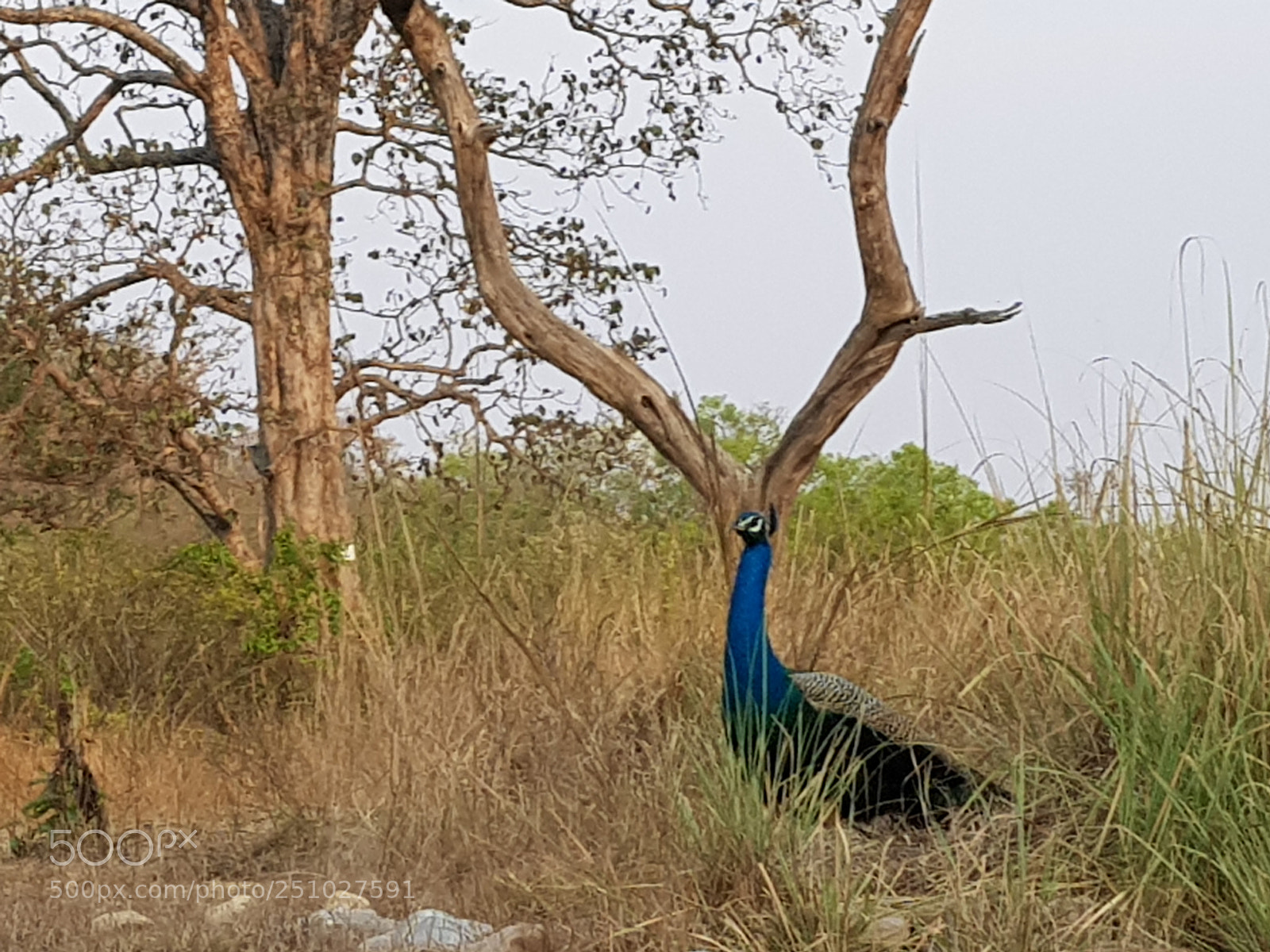 Samsung Galaxy S8 sample photo. Corbet jungle photography