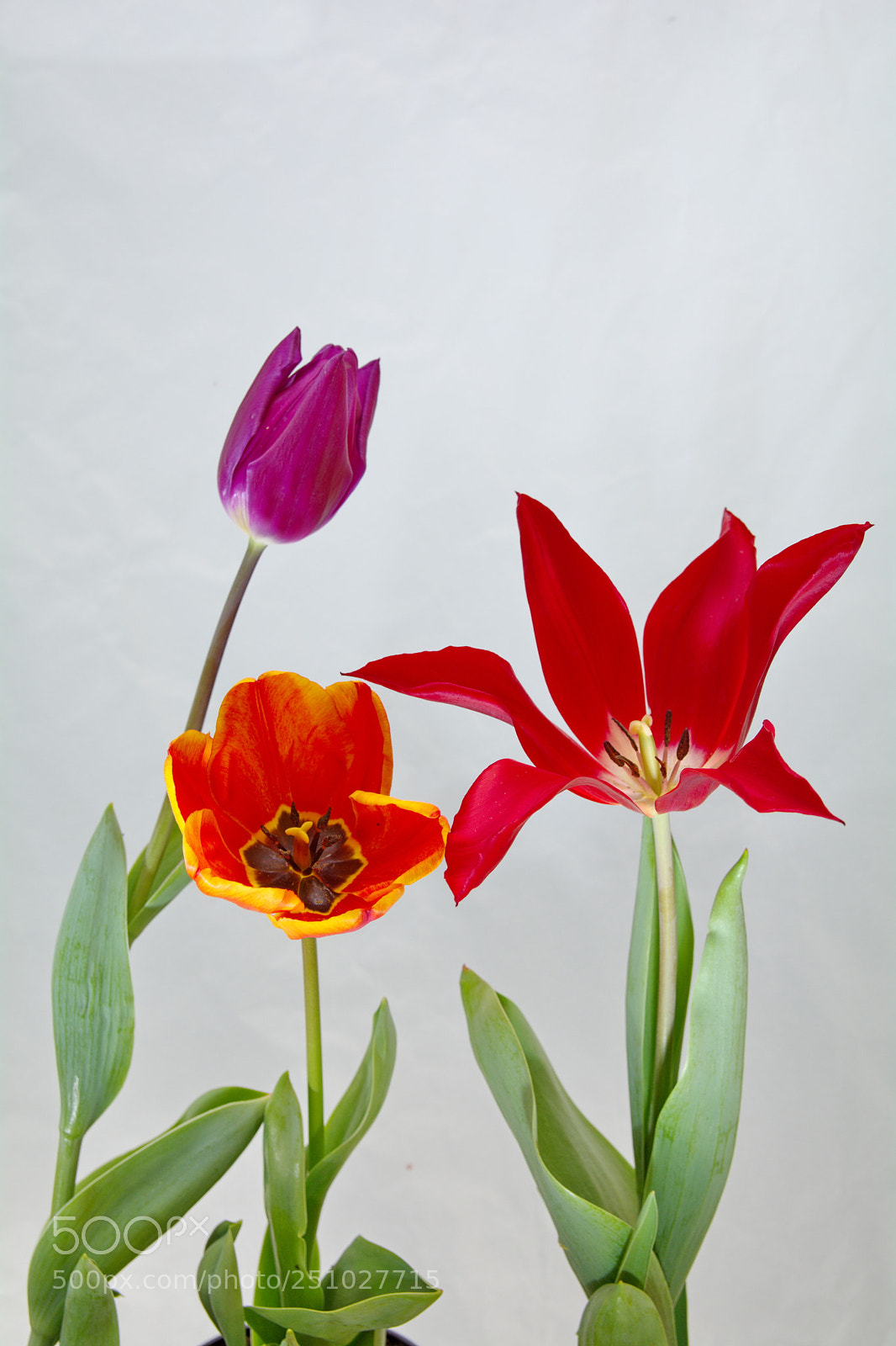 Nikon D7100 sample photo. Tulips photography