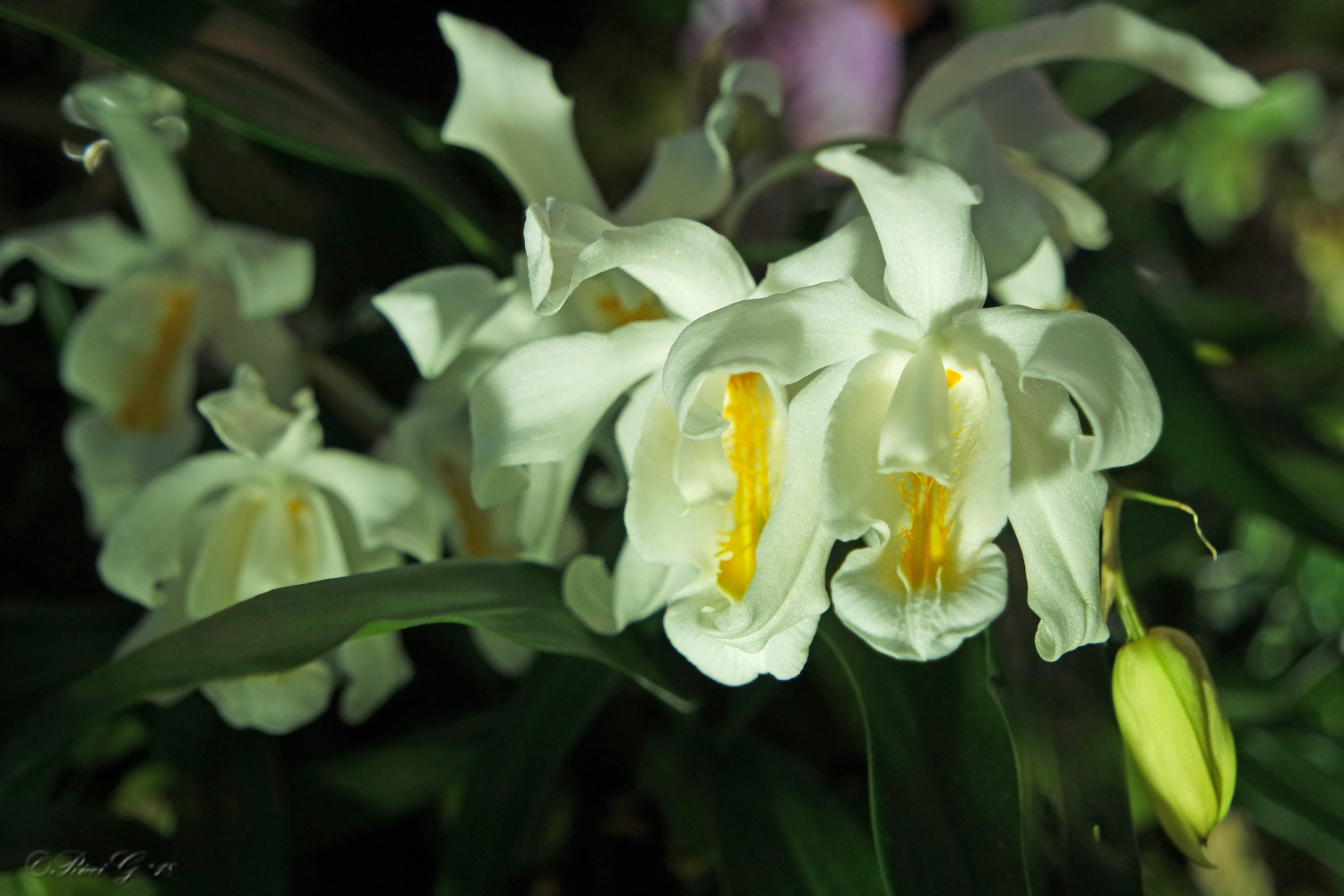 Samsung NX3300 sample photo. White orchid photography