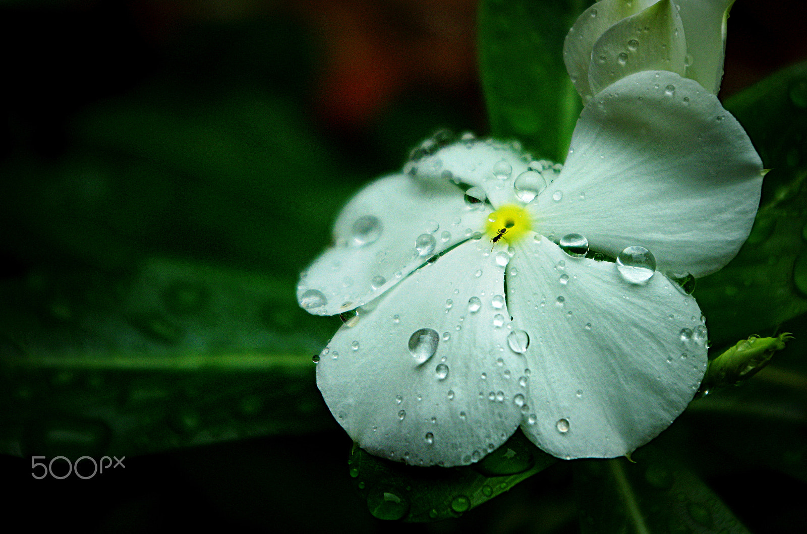 Pentax smc DA 18-55mm F3.5-5.6 AL WR sample photo. Flower in rain photography