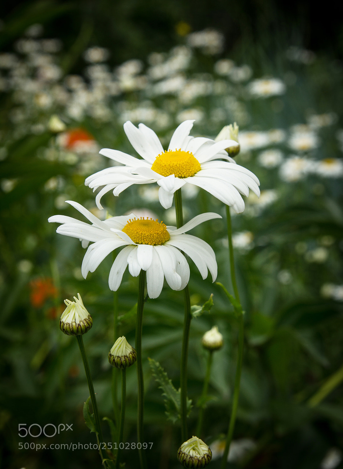 Canon EOS 550D (EOS Rebel T2i / EOS Kiss X4) sample photo. Chamomile in garden photography