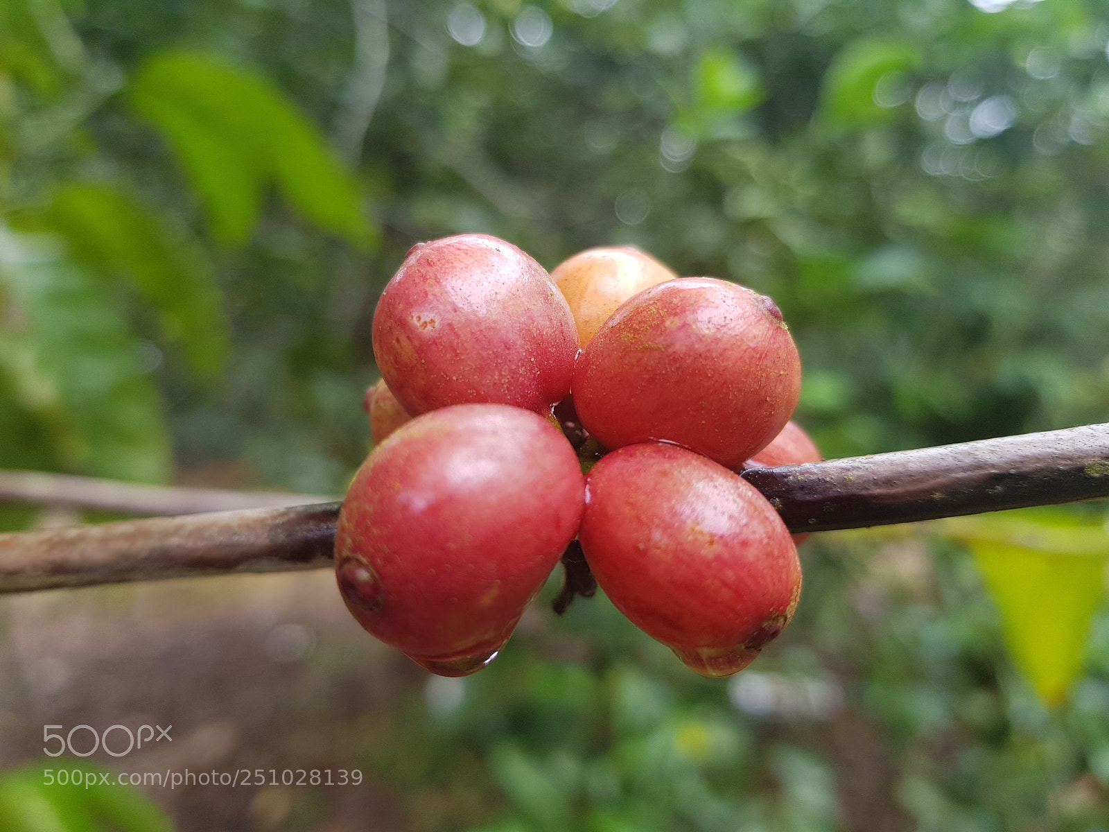 Samsung Galaxy S8+ sample photo. Café maduro photography