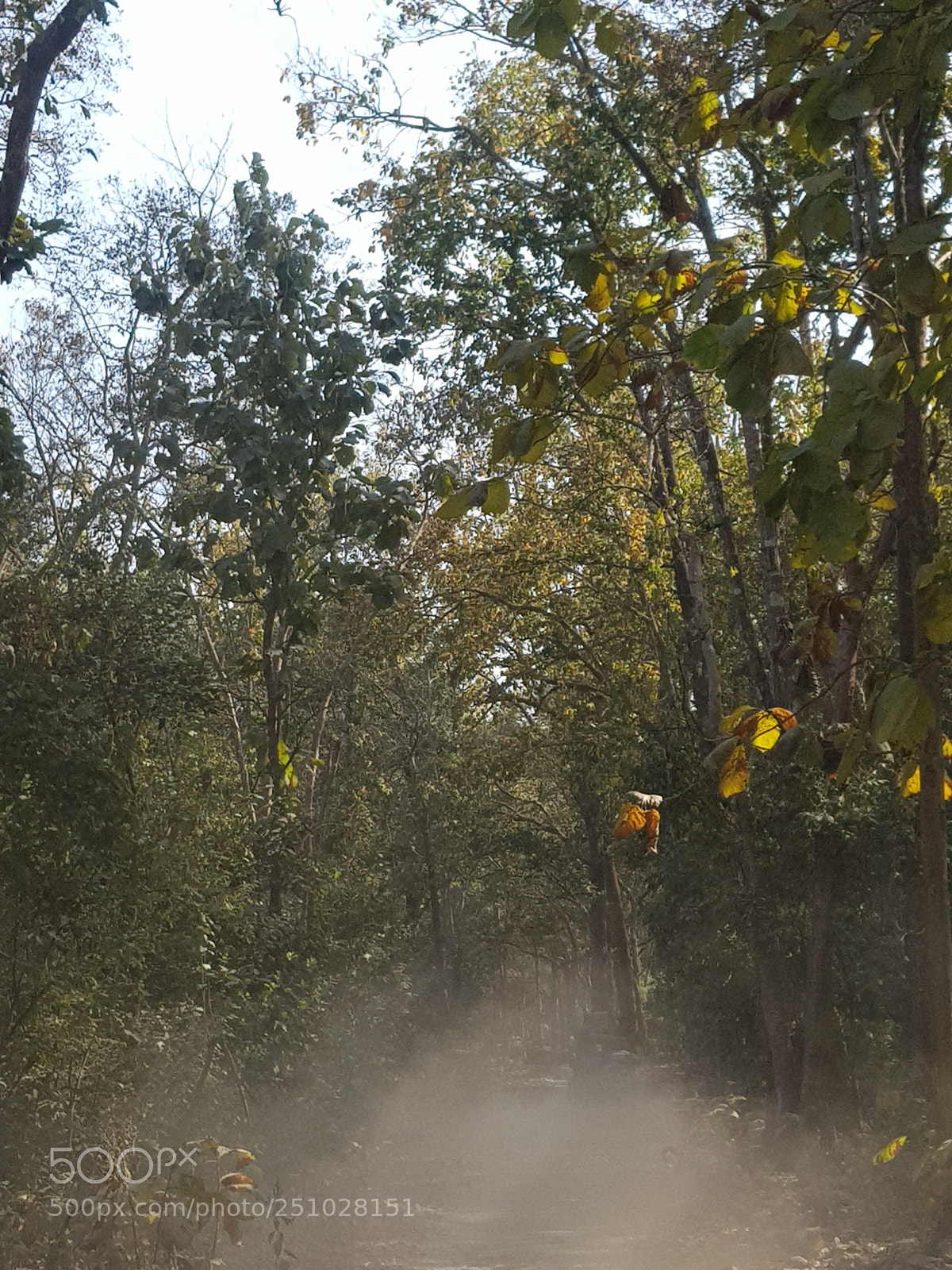 Samsung Galaxy S8 sample photo. Jungle photography