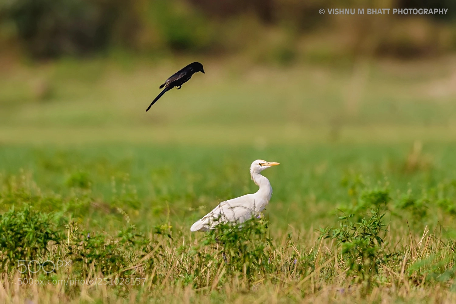 Nikon D810 sample photo. Drango egret taken at photography