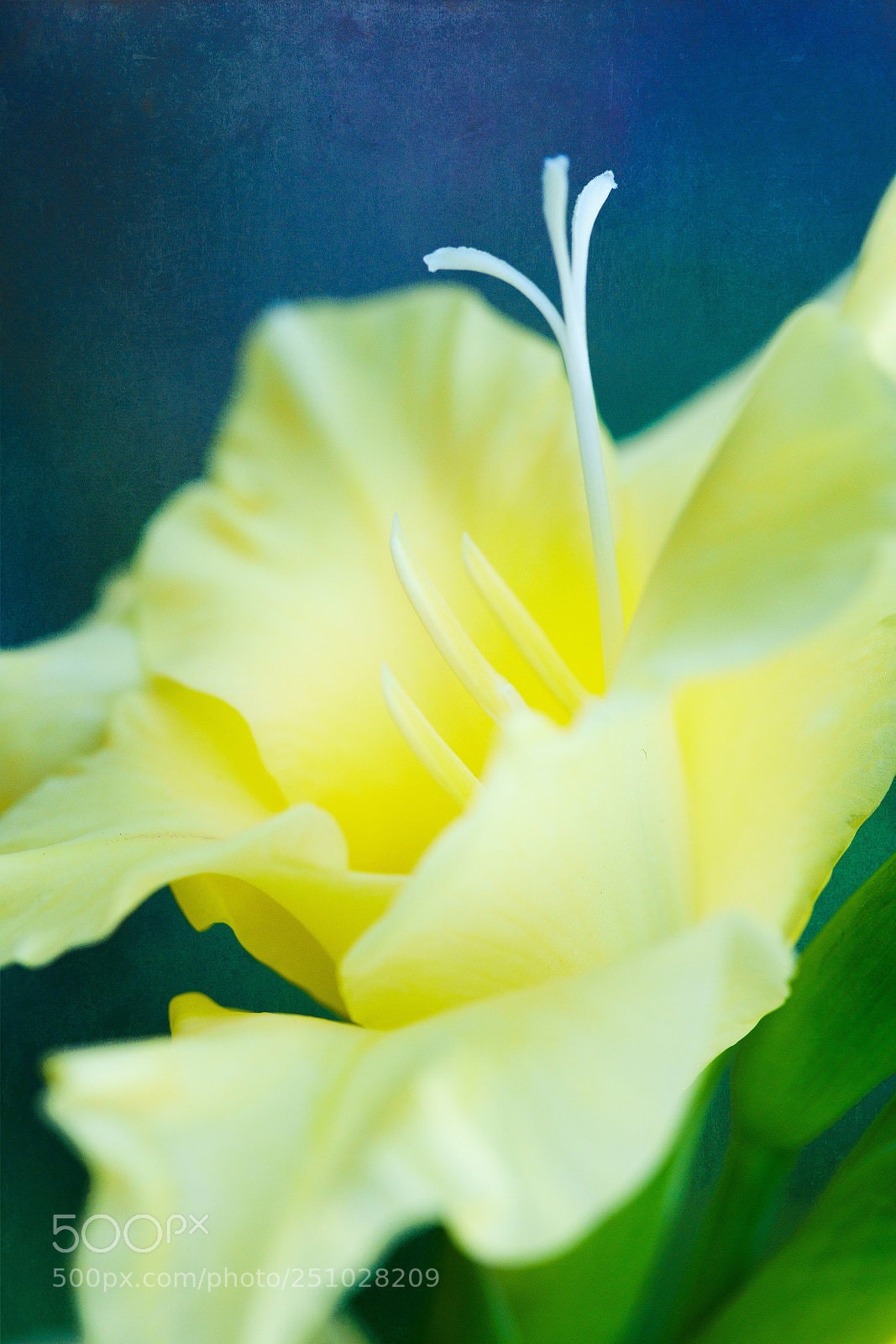Sony a7R III sample photo. Untitled photography