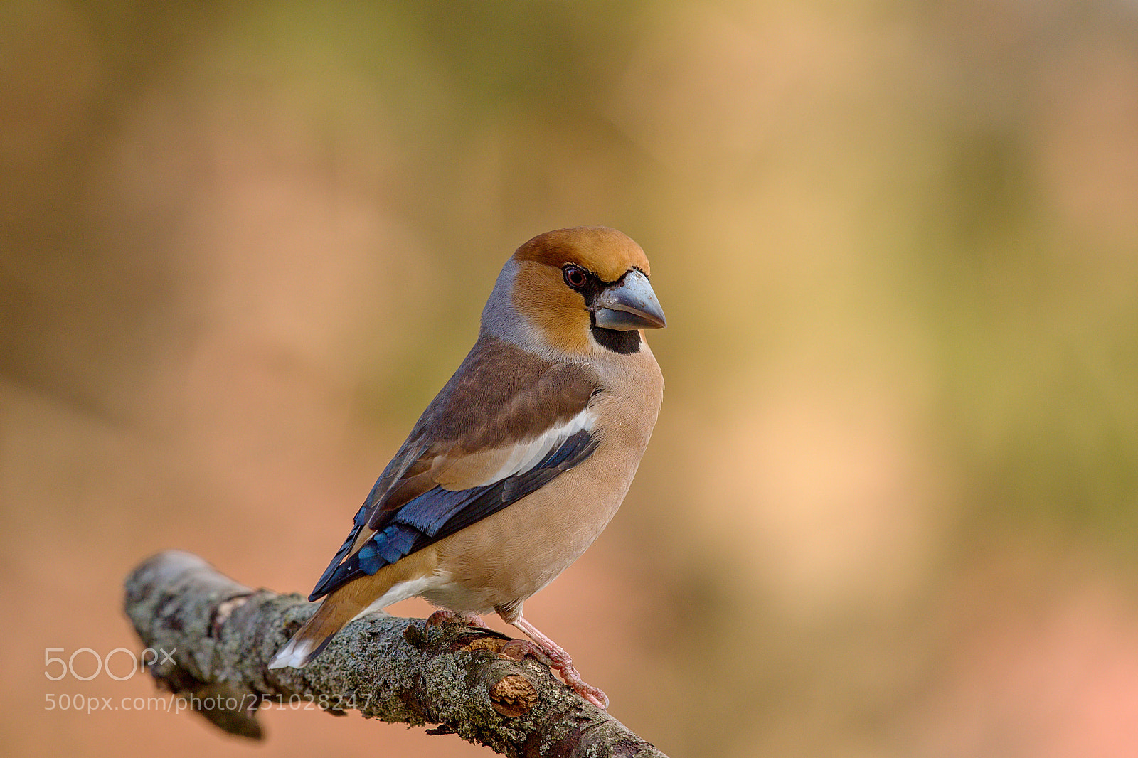 Nikon D500 sample photo. Hawfinch photography