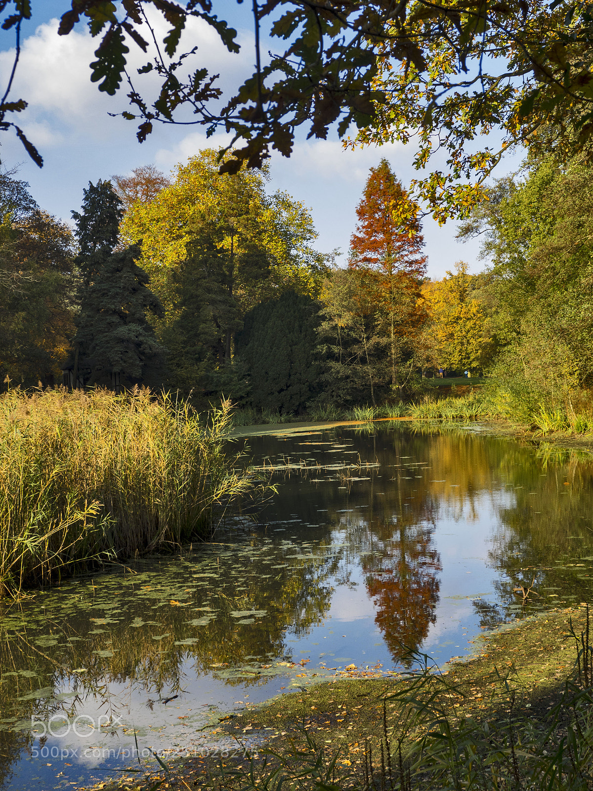Olympus OM-D E-M1 sample photo. Pond in autumn scene photography
