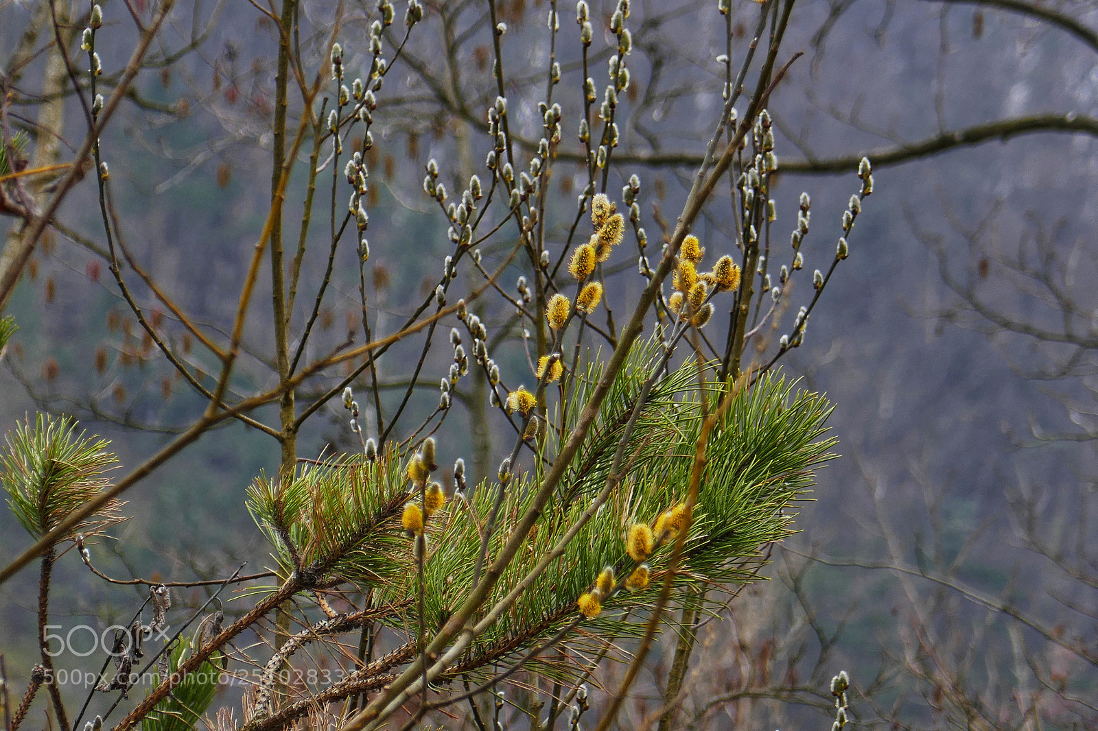 Panasonic Lumix DMC-ZS100 (Lumix DMC-TZ100) sample photo. Awakening photography