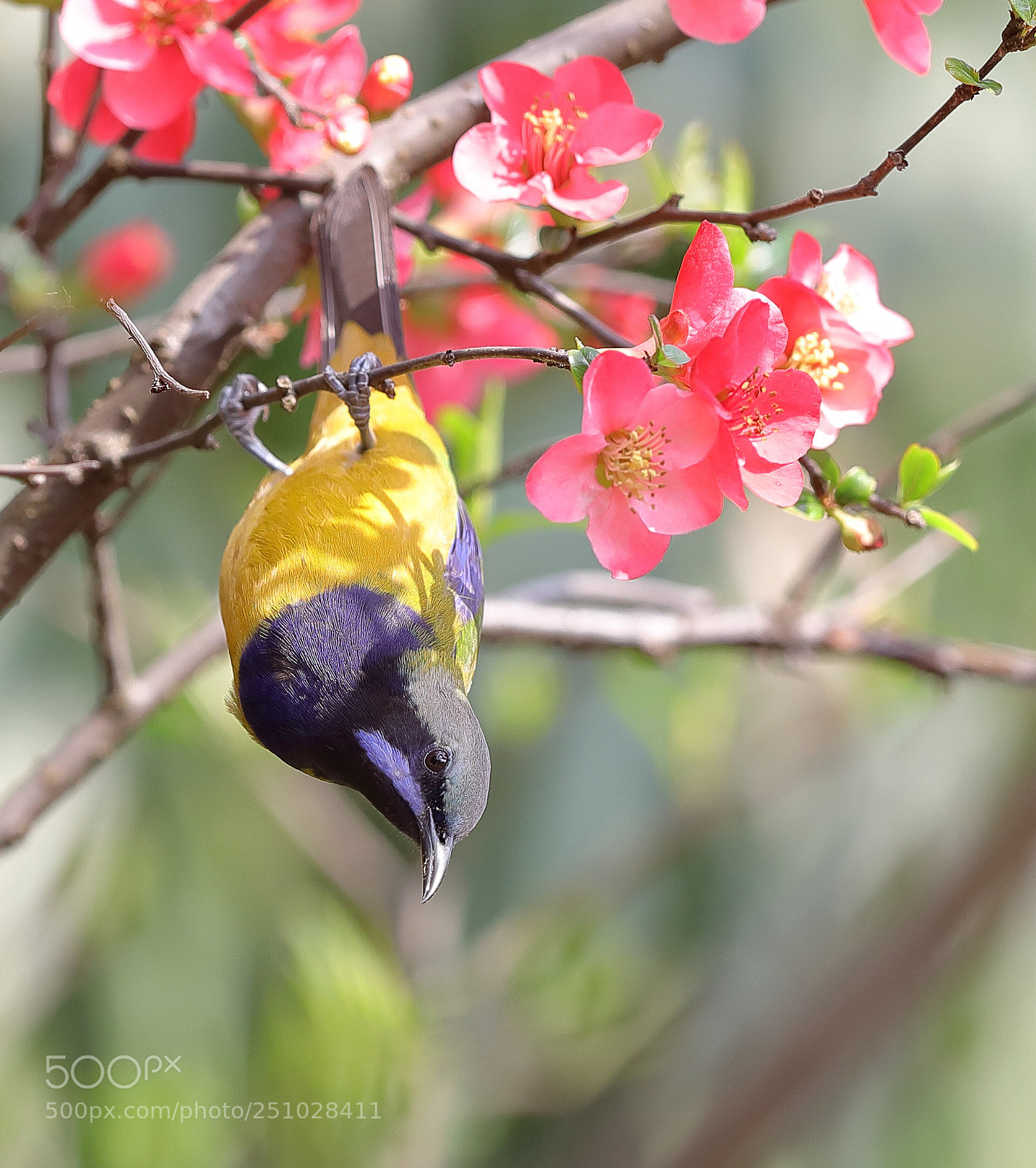 Canon EOS-1D X Mark II sample photo. Upside down photography