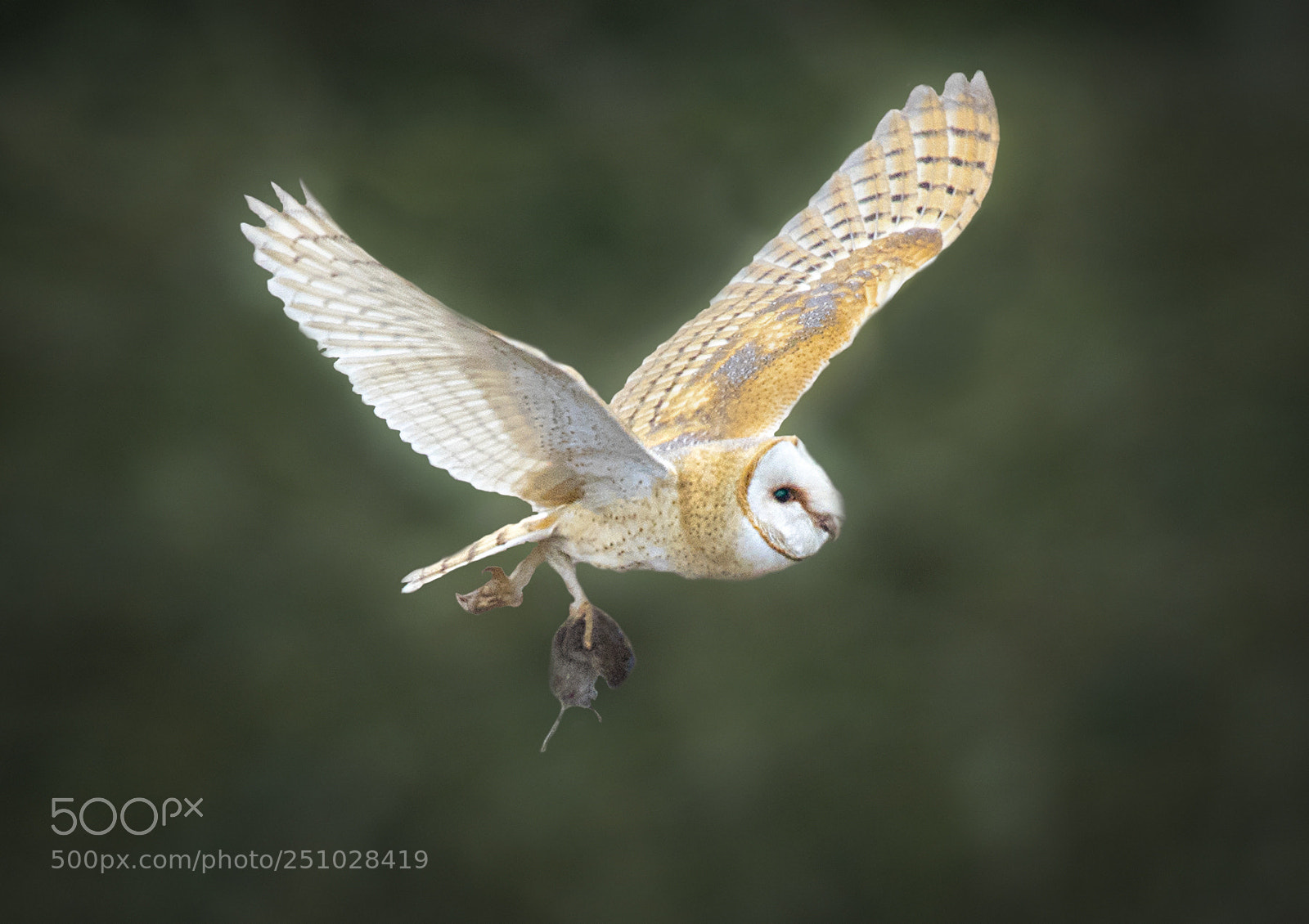 Canon EOS 7D Mark II sample photo. Prey and predator. photography