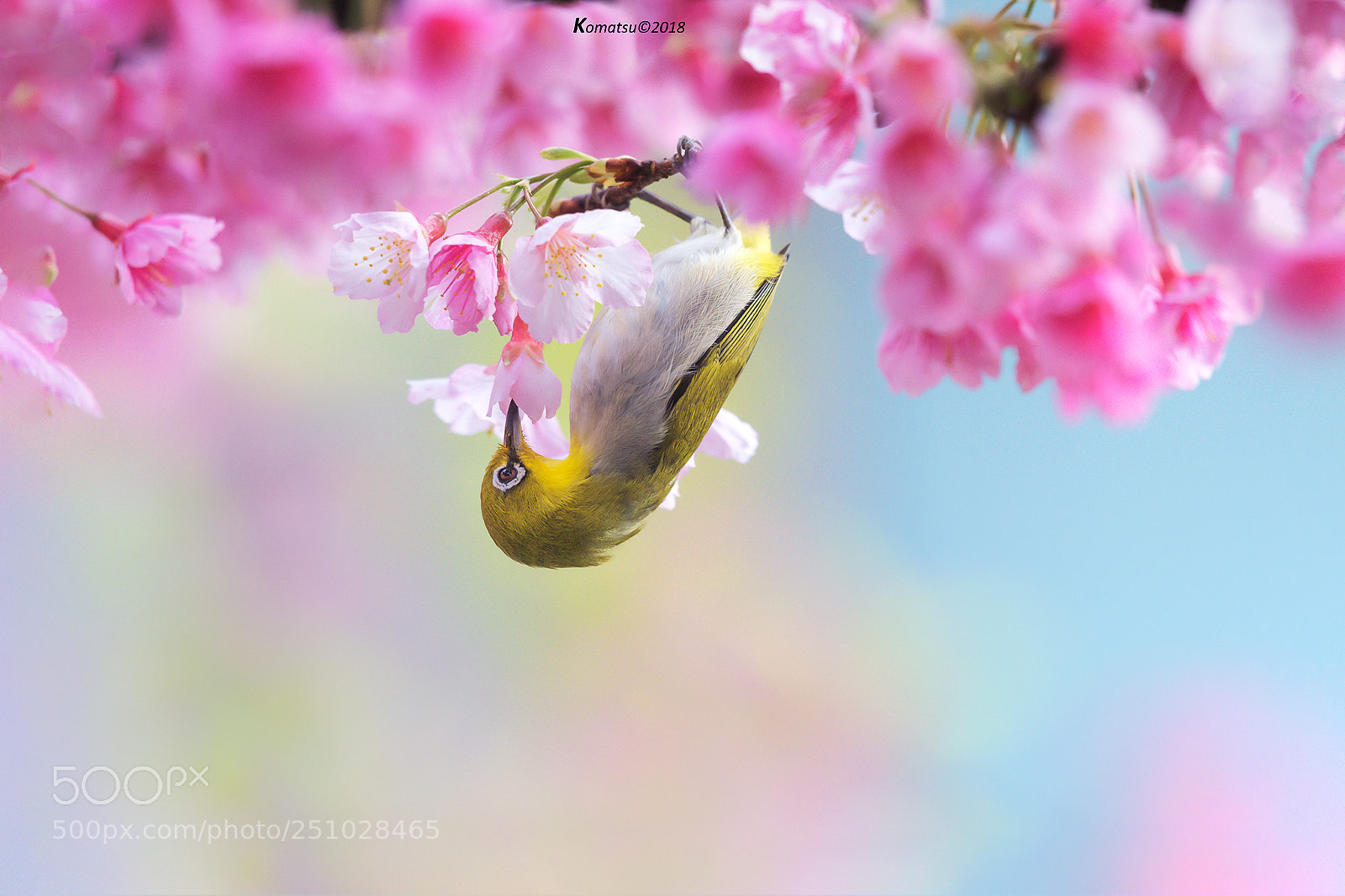 Nikon D810 sample photo. 採蜜 photography