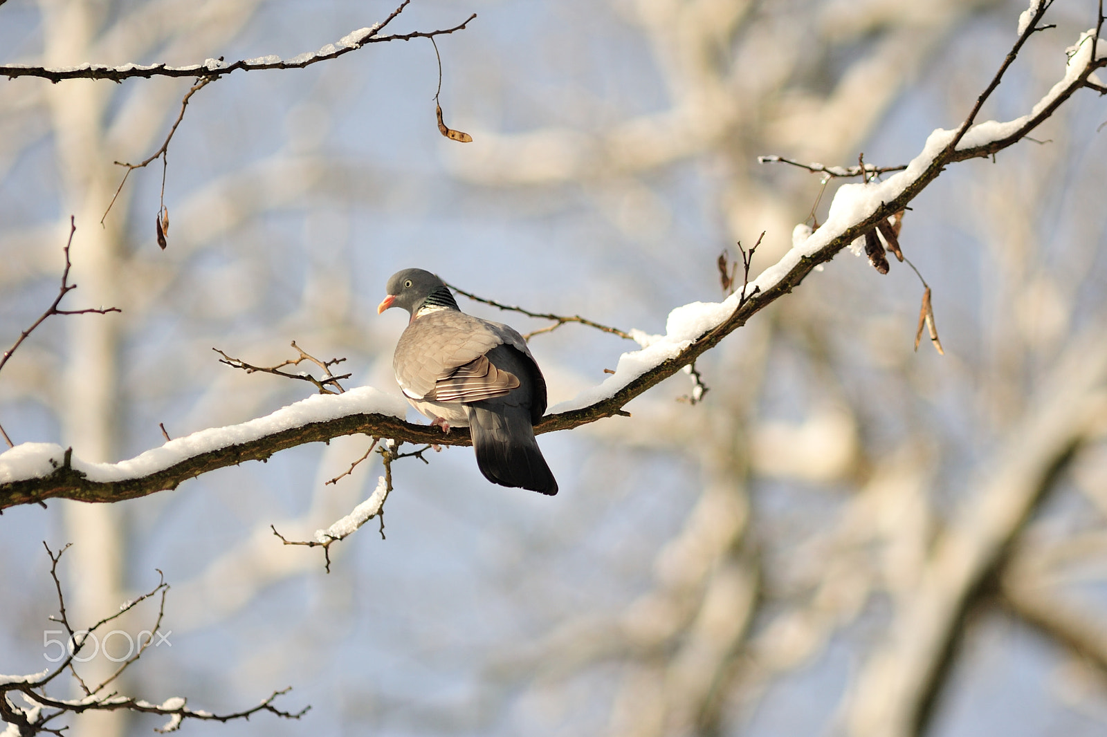 AF Nikkor 300mm f/4 IF-ED sample photo. Winter photography