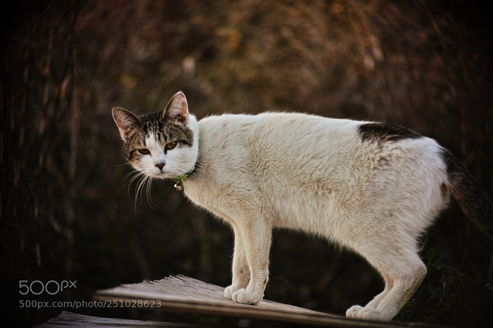 Sigma DP3 Merrill sample photo. Cat every day photography