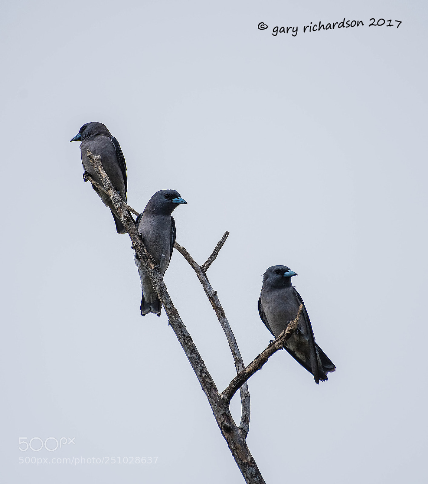 Nikon D810 sample photo. Ashy woodswallow tangalle sri photography