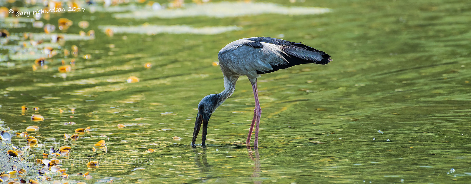 Nikon D810 sample photo. Asian openbill tangalle sri photography