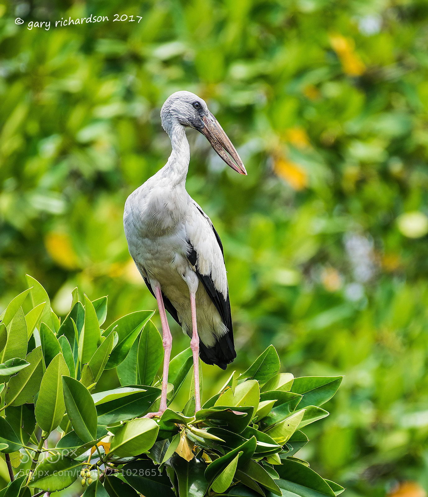 Nikon D810 sample photo. Asian openbill tangalle sri photography