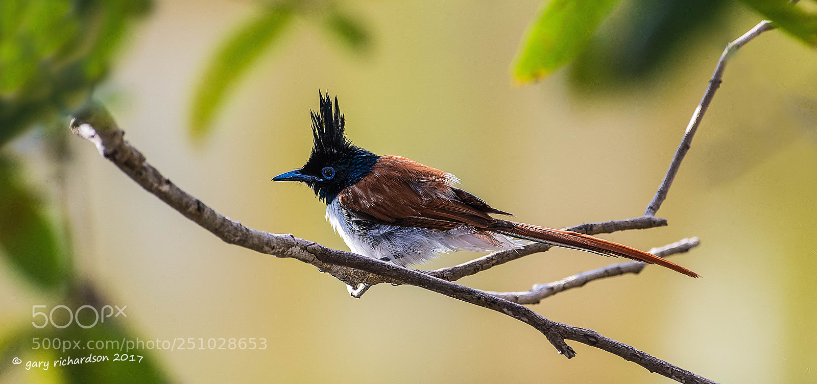 Nikon D810 sample photo. Asian paradise flycatcher tangalle photography
