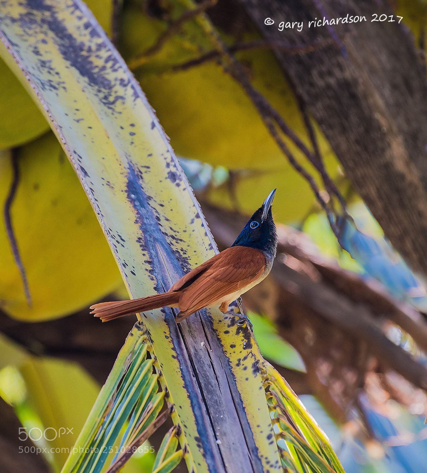 Nikon D810 sample photo. Asian paradise flycatcher tangalle photography