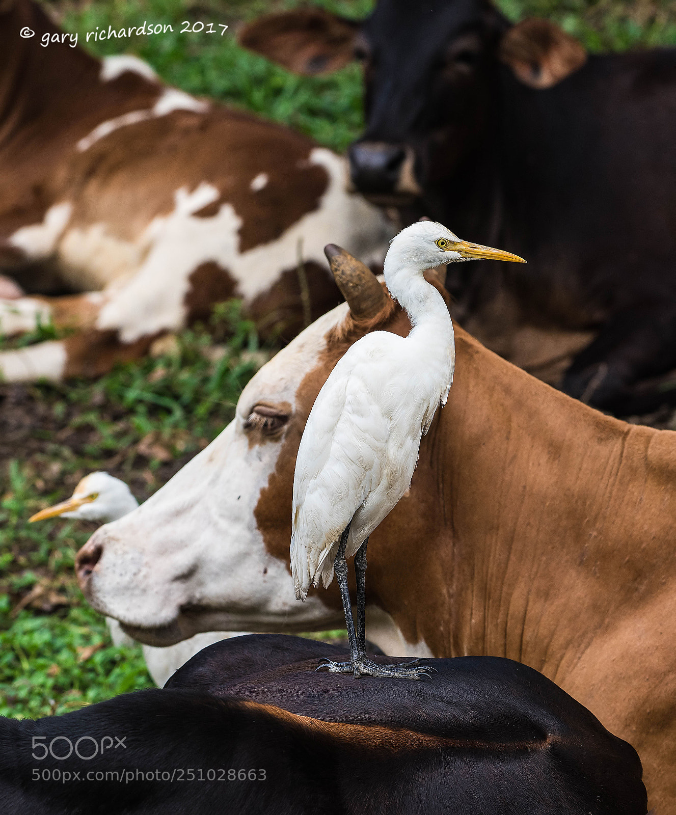 Nikon D810 sample photo. Cattle egret tangalle sri photography