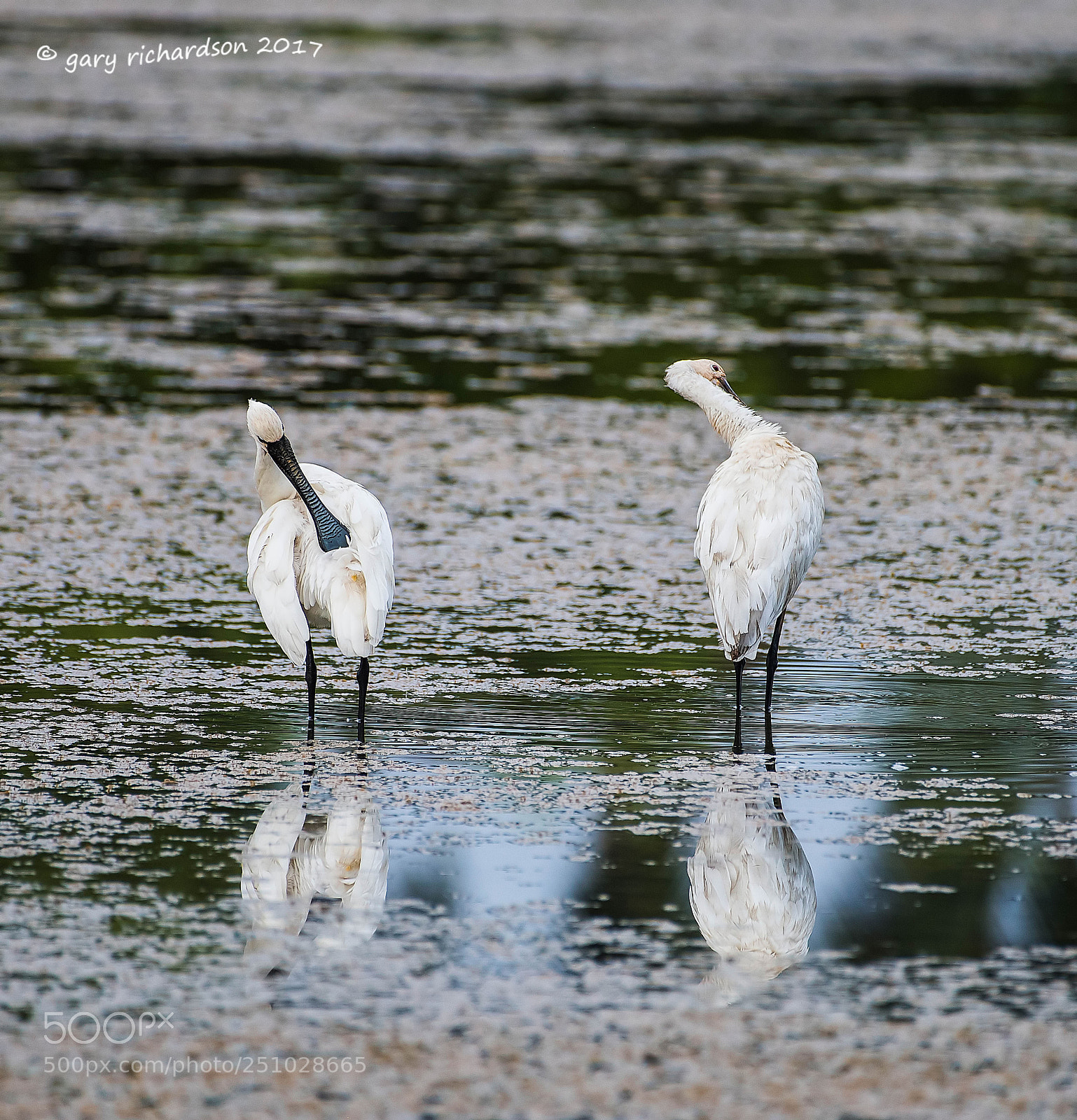Nikon D810 sample photo. Eurasian spoonbill tangalle sri photography