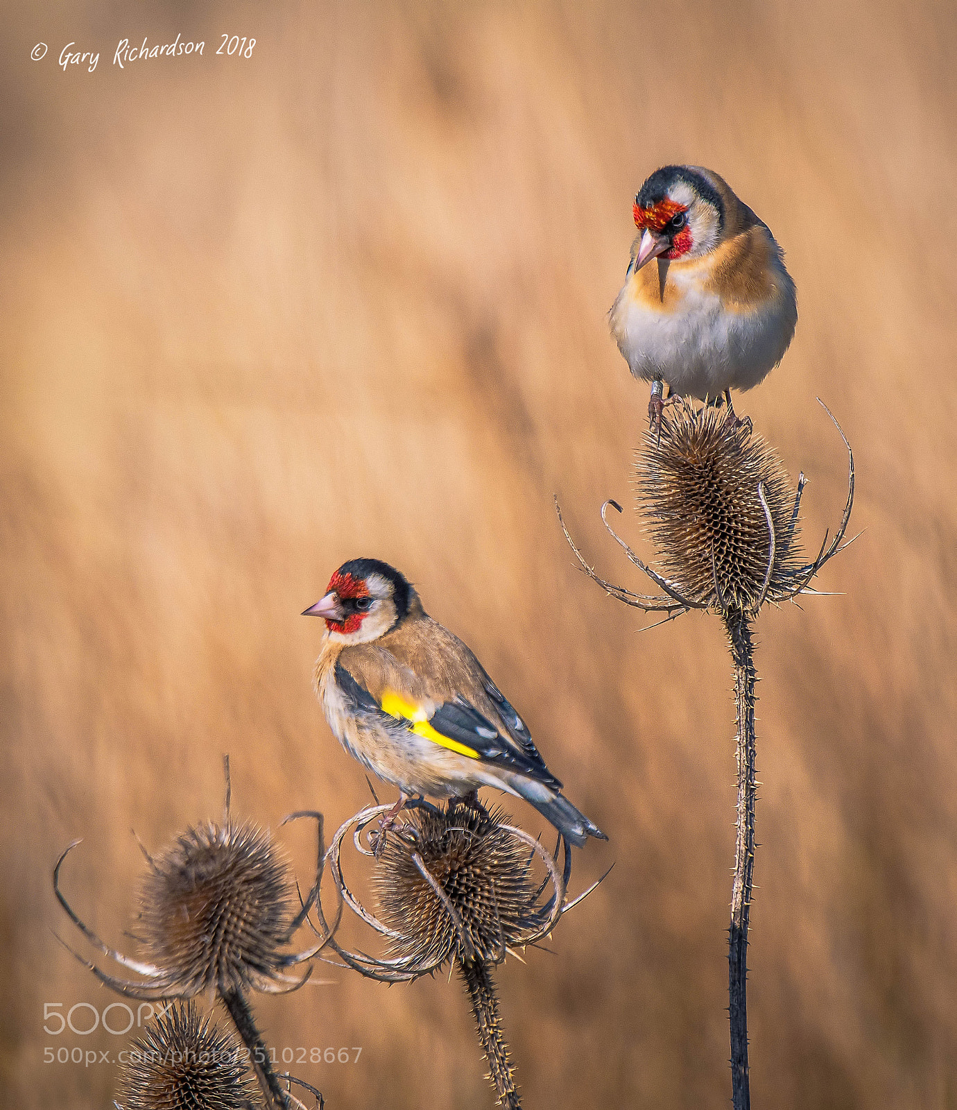 Nikon D500 sample photo. Goldfinch photography