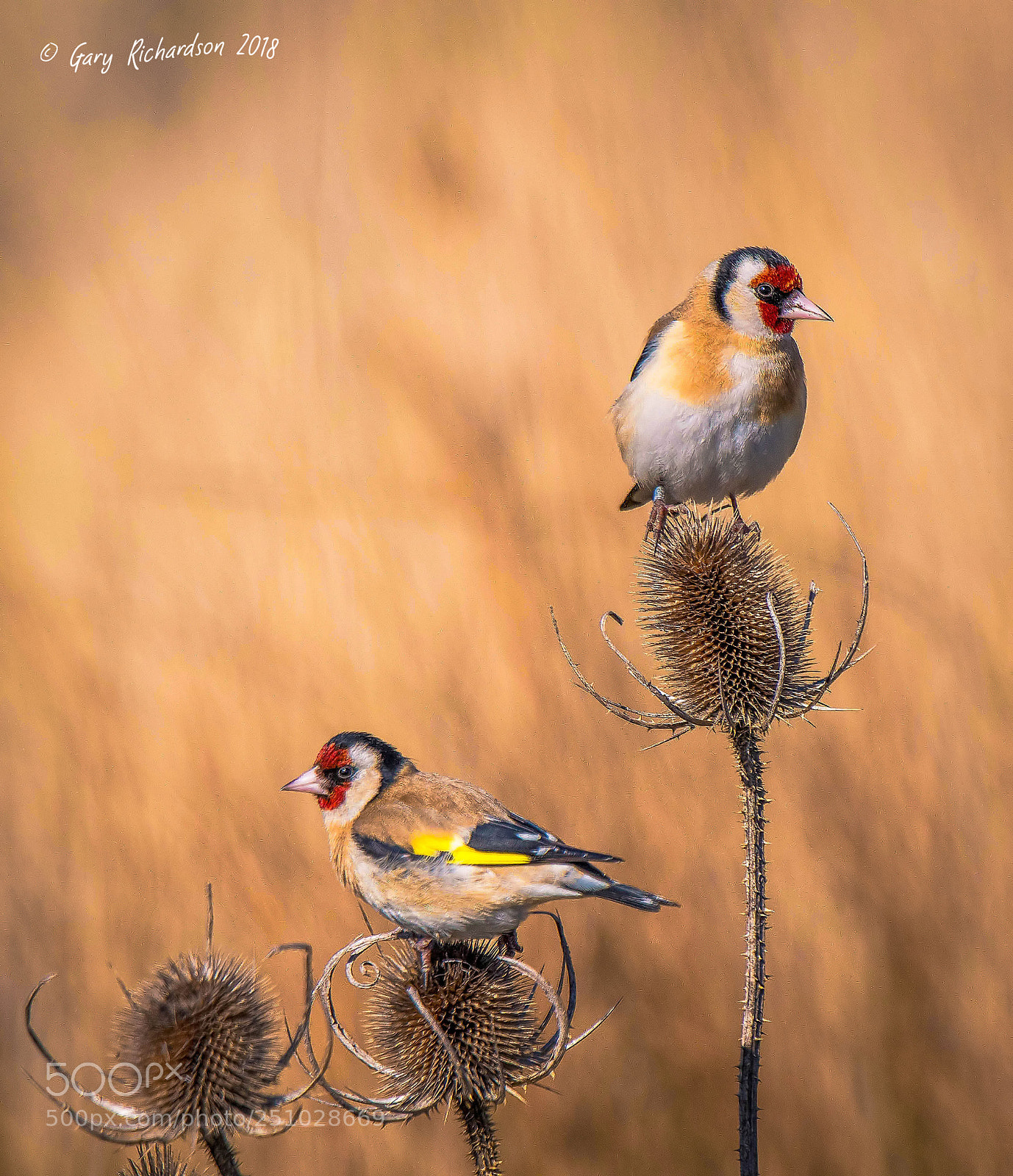 Nikon D500 sample photo. Goldfinch photography
