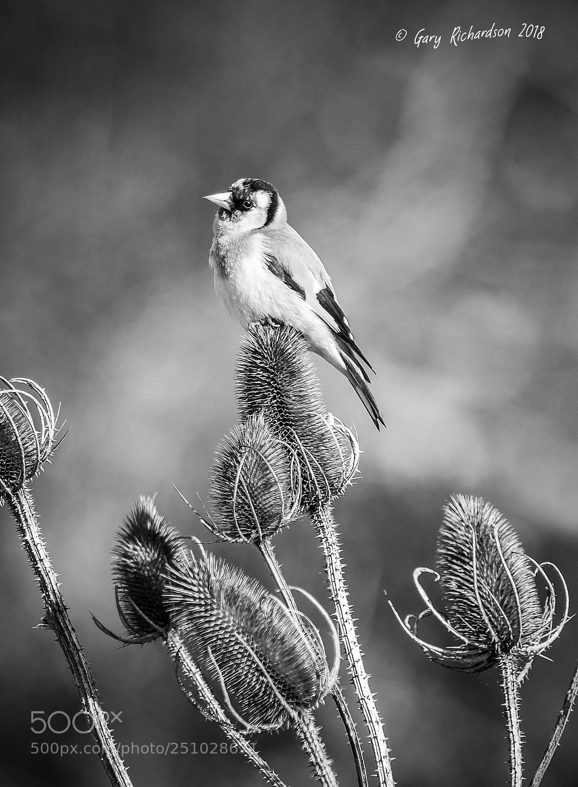 Nikon D500 sample photo. Goldfinch photography