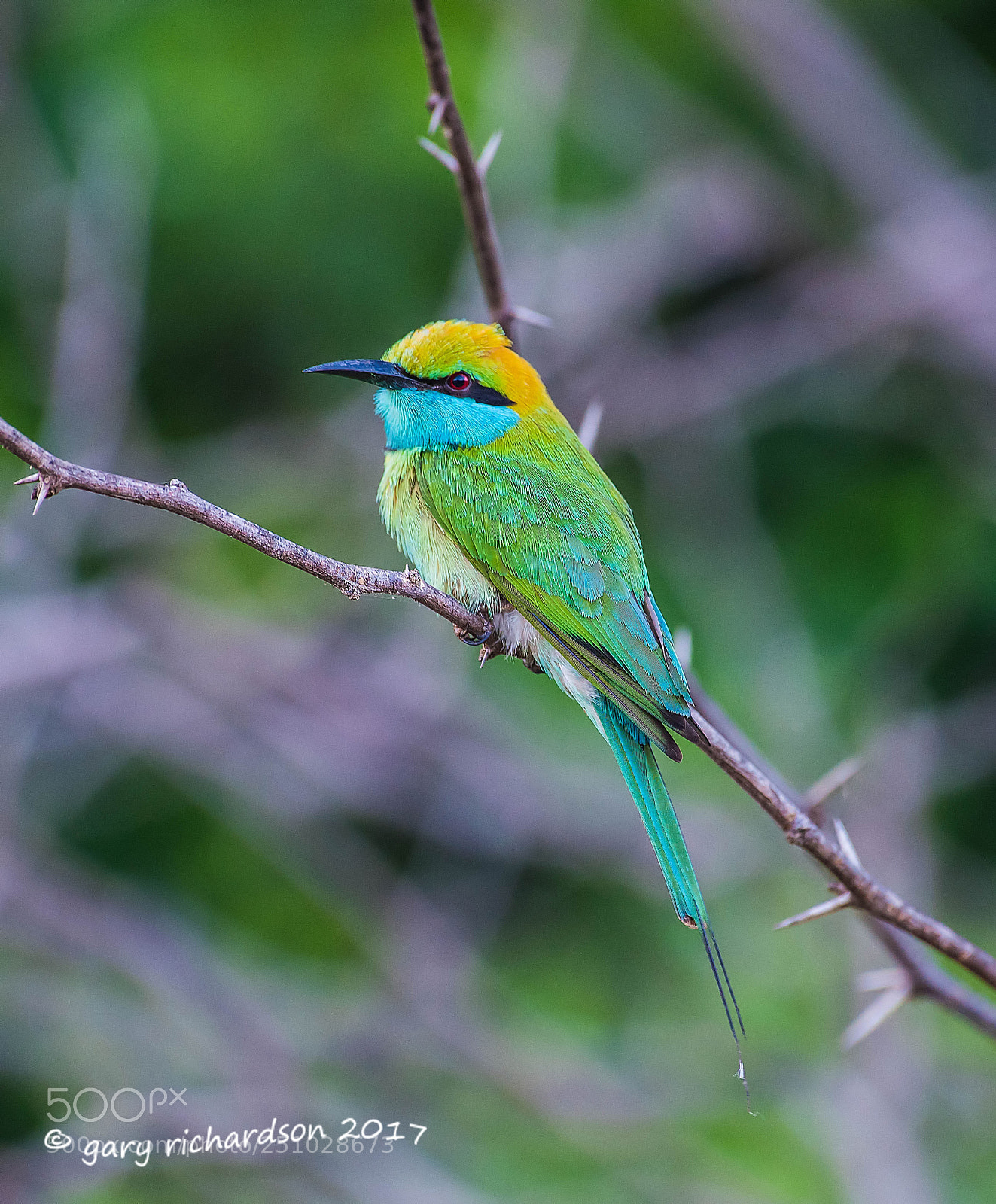 Nikon D810 sample photo. Green bee eater bundala photography