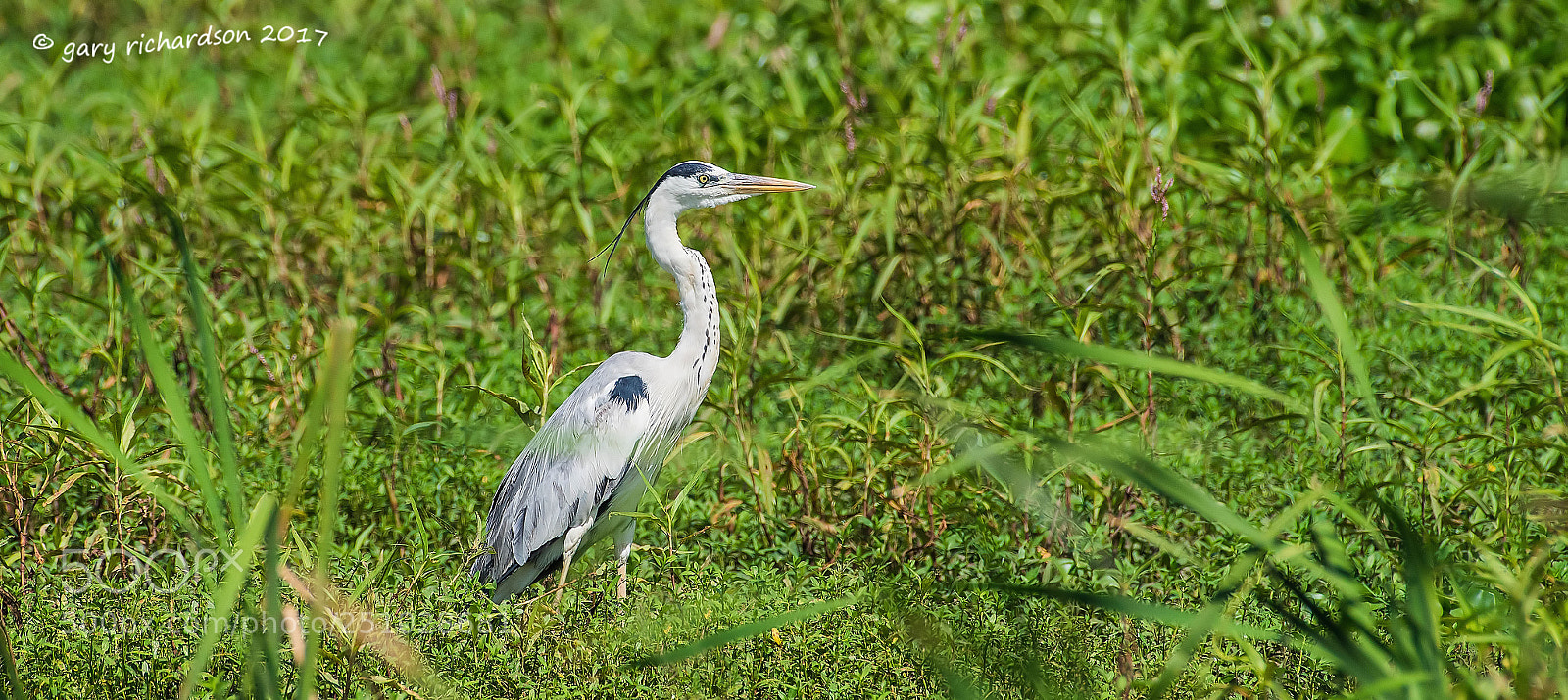 Nikon D810 sample photo. Grey heron tissamaharama sri photography