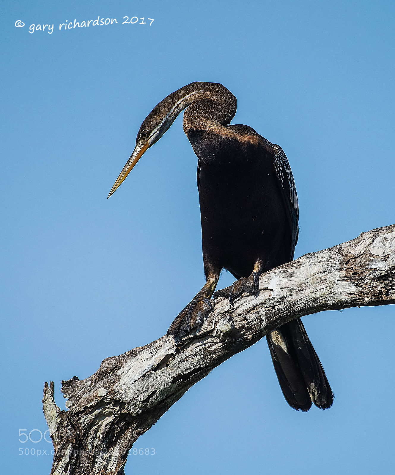 Nikon D810 sample photo. Indian darter bundala sri photography