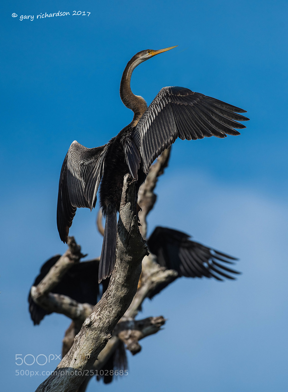 Nikon D810 sample photo. Indian darter bundala sri photography
