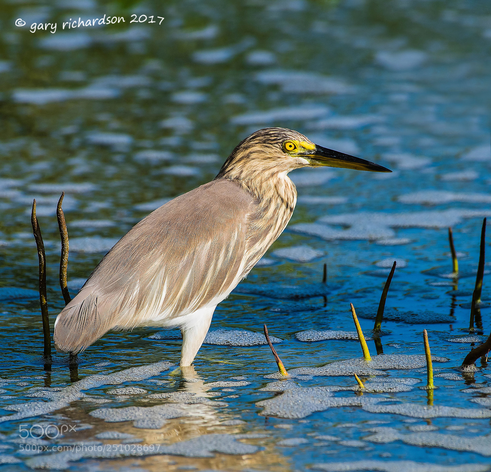Nikon D810 sample photo. Indian pond heron tangalle photography