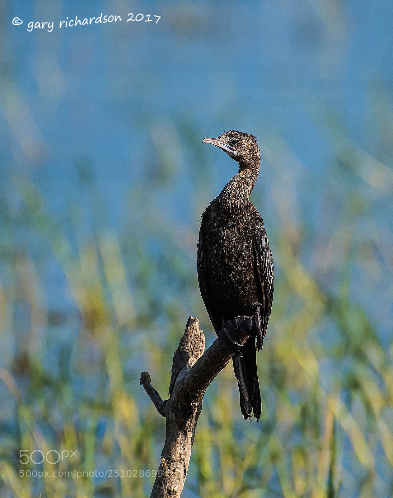 Nikon D810 sample photo. Little cormorant bundala sri photography