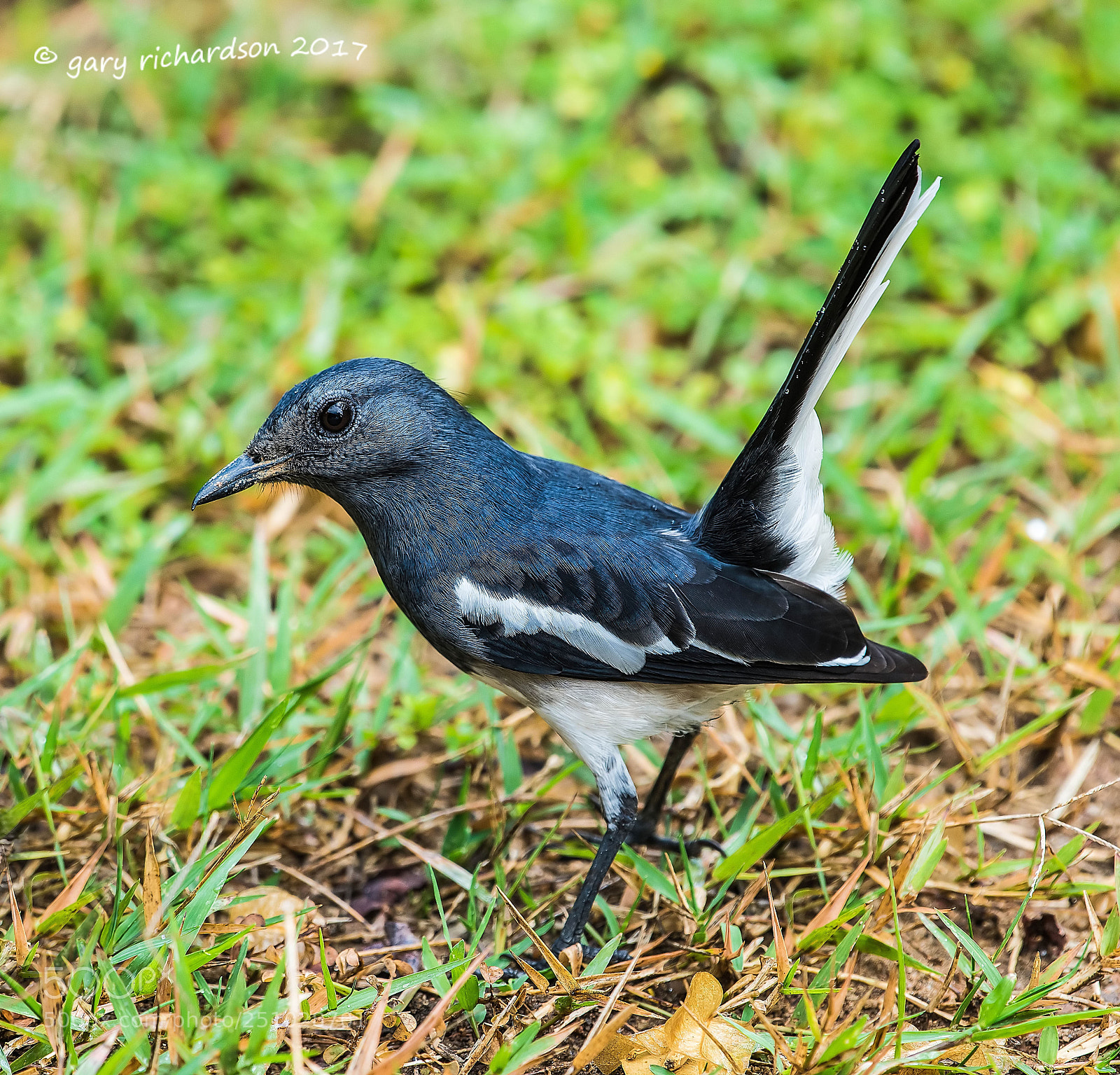 Nikon D810 sample photo. Oriental magpie robin tangalle photography