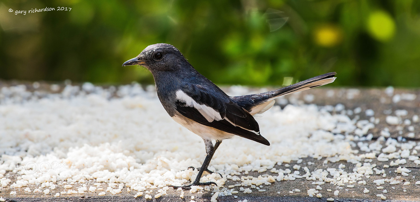 Nikon D810 sample photo. Oriental magpie robin tangalle photography
