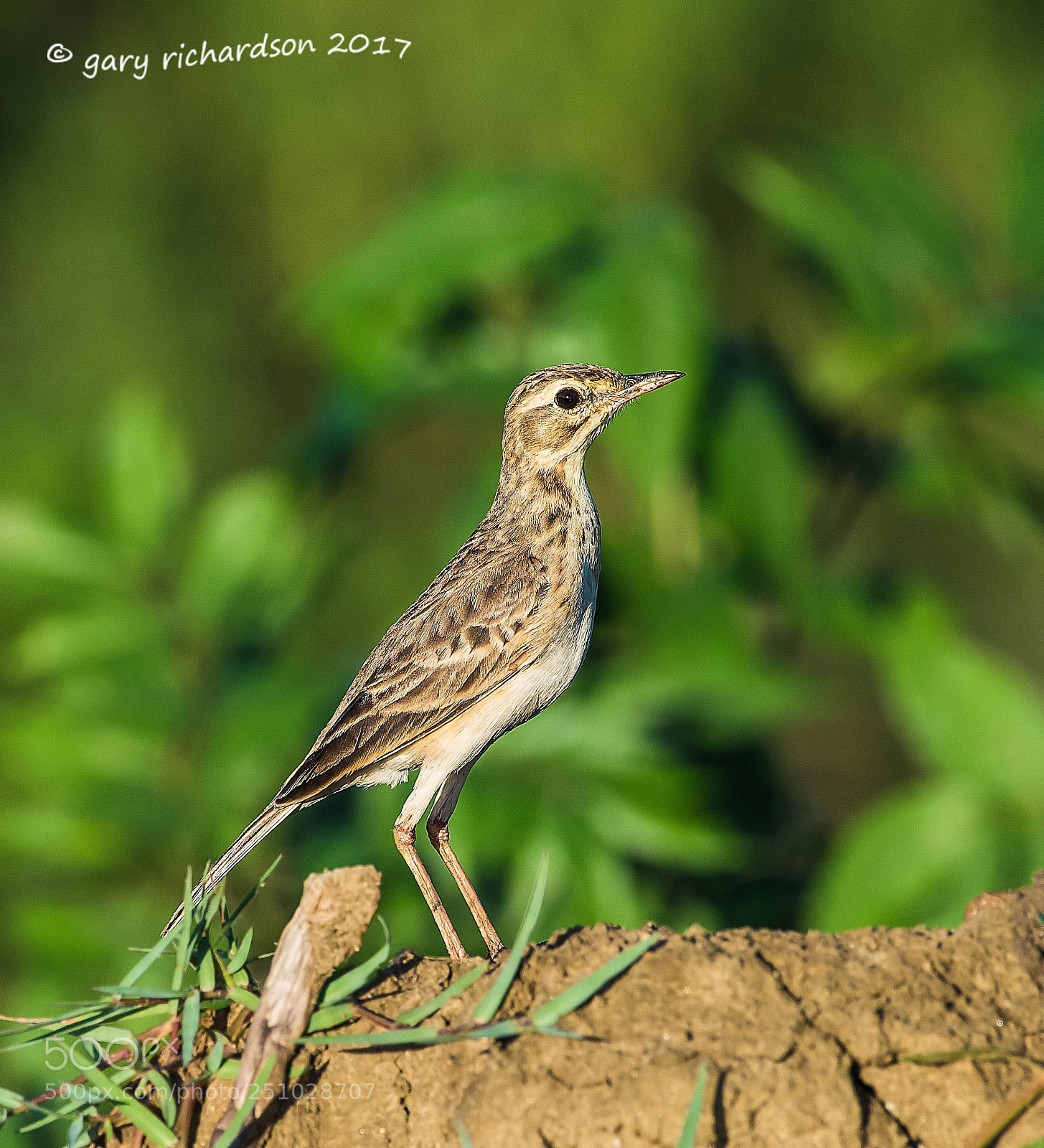 Nikon D810 sample photo. Paddyfield pipit tissamaharama sri photography
