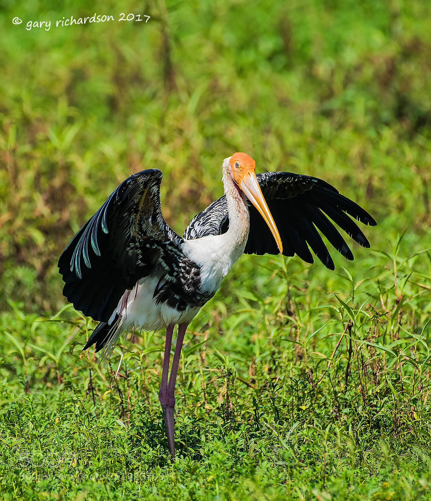 Nikon D810 sample photo. Painted stork tissamaharama sri photography
