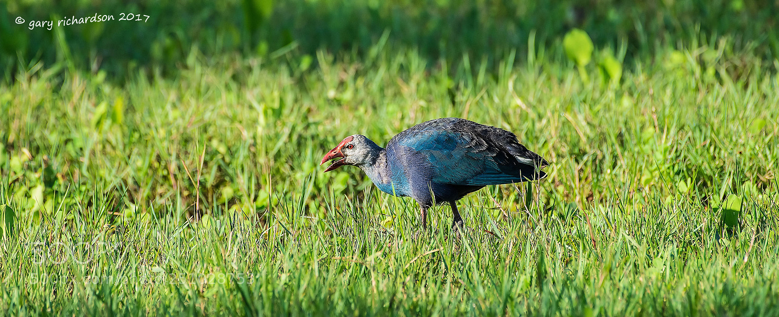 Nikon D810 sample photo. Purple swamphen tissamaharama sri photography
