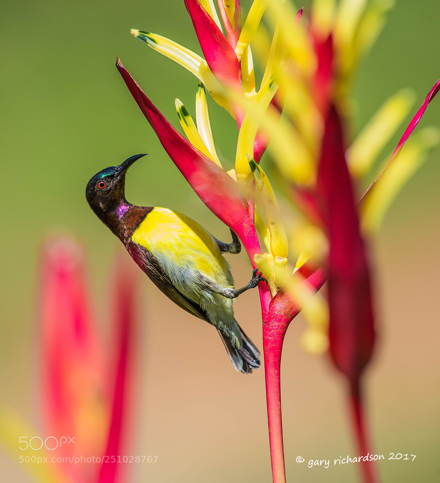 Nikon D810 sample photo. Purple rumped sunbird tangalle photography