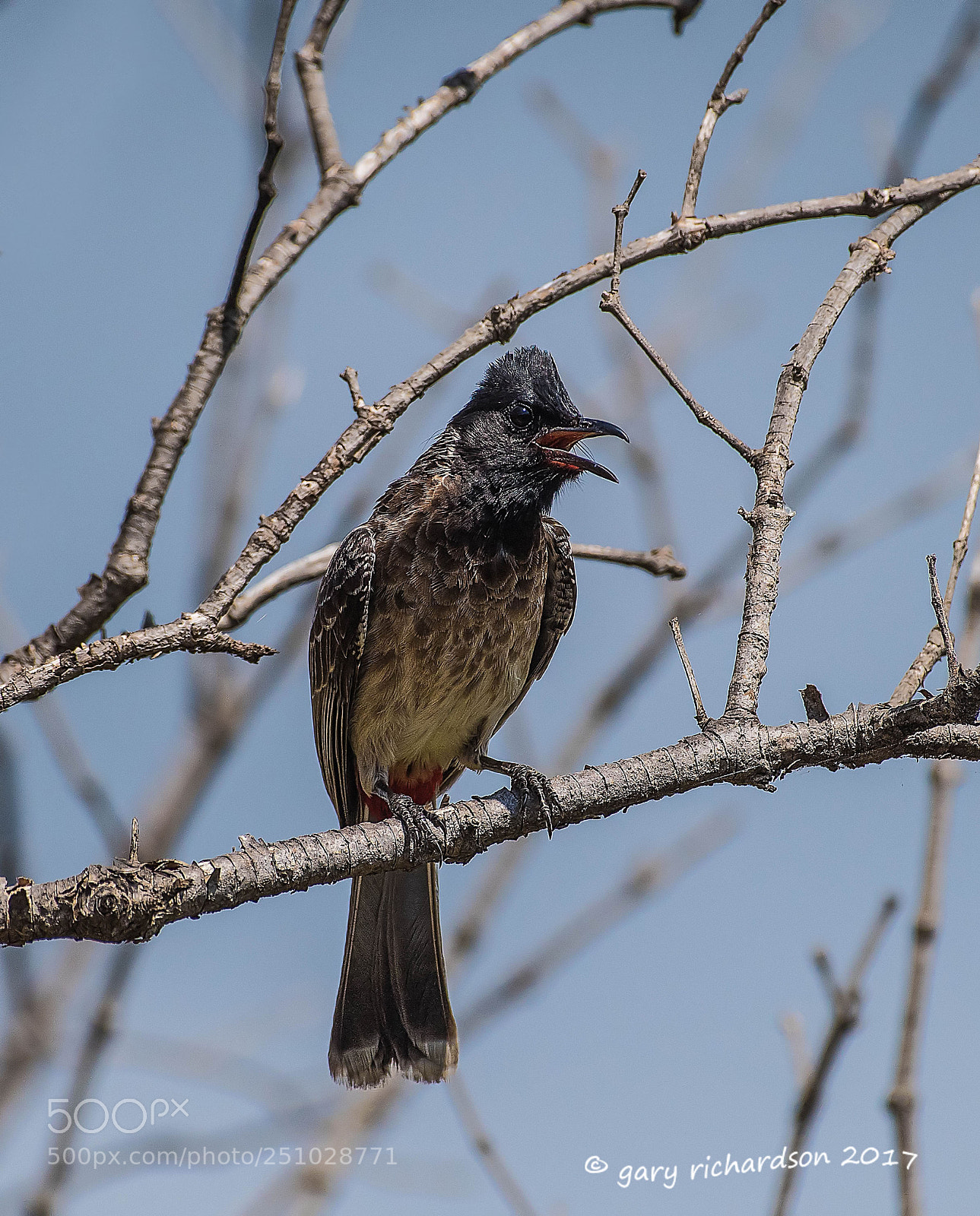 Nikon D810 sample photo. Red vented bulbul tangalle photography